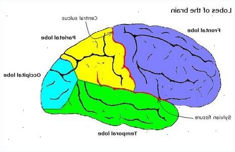 Hvordan gjenkjenne hjerneskade typer og symptomer. Symptomer på hjerneskade.