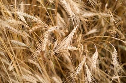 Hvordan man skal håndtere en allergi hvete