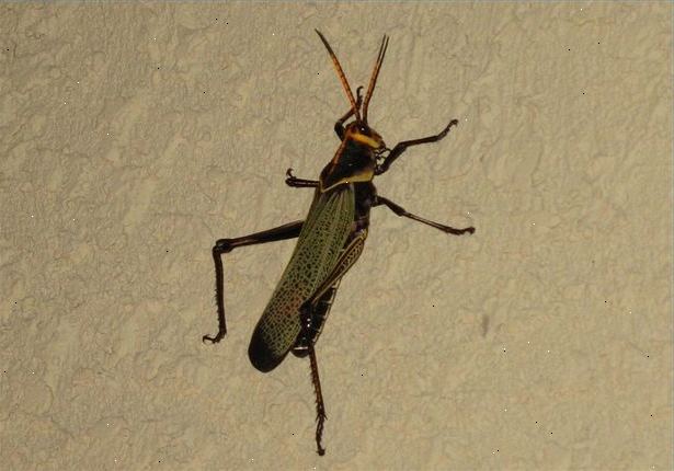 Hvor å forhindre insektstikk. Lær mer om vaner av insekter i ditt område.