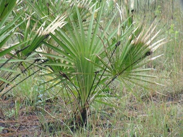 Hvordan å dra nytte av så palmetto. Saw palmetto er en palme som vokser i et bredt spekter av habitater.