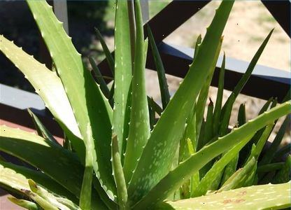 Hvordan å dra nytte av aloe vera. Aloe vera på hudpleie.